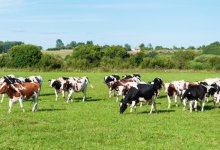 A qualidade do solo é decisiva para o sucesso da pecuária, e João Eustáquio De Almeida Junior explica como ela impacta diretamente o desempenho do rebanho.